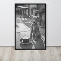 Italian Greyhound Black & White Print displayed in a modern room, ideal black white prints accent for monochrome puppy art